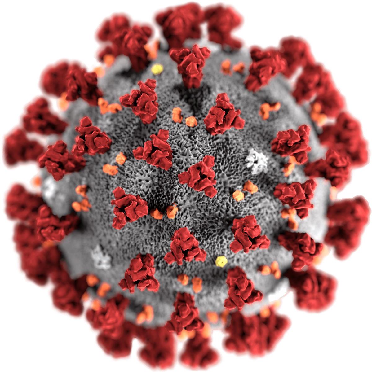 Illustrasjonsbilde av COVID 19-viruset modellert i 3D. - Klikk for stort bilde